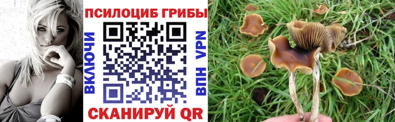 купить наркоту Приволжский Галлюциногенные грибы мицелий